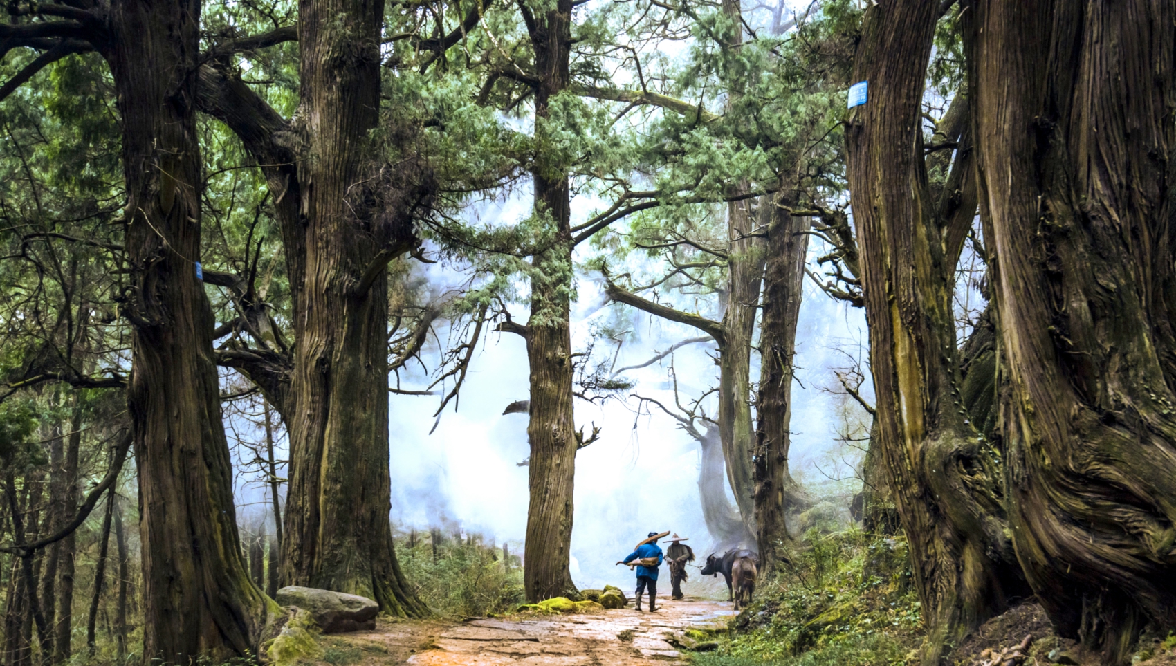 比赛门票 比赛门票